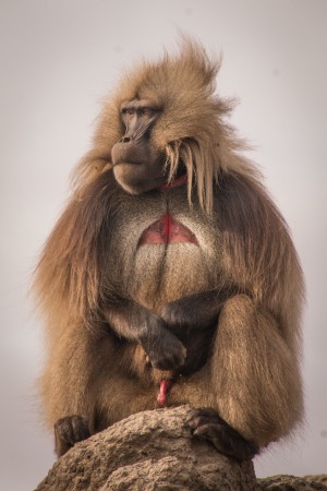 Gelada babian